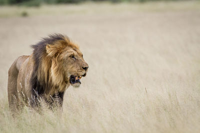 Lion on field