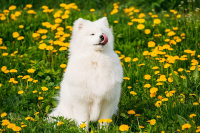 White dog sitting by flowering plants on field