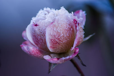 Close-up of wet flower