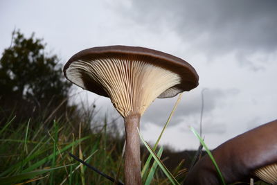 Close-up of mushroom growing on field