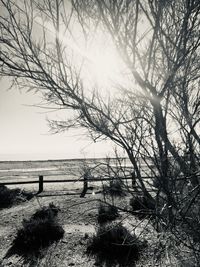 Bare tree on beach against sky