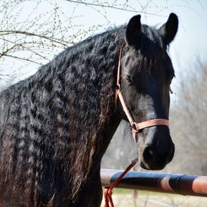 Close-up of horse against sky