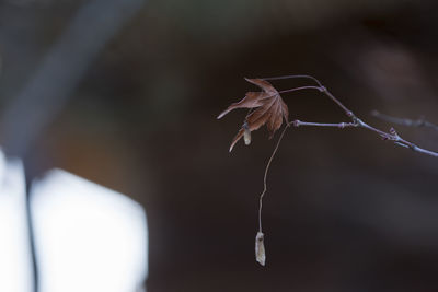 Close-up of flower