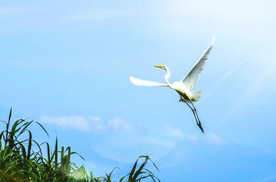 Bird flying over the sea