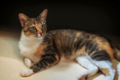 Close-up portrait of cat resting on floor