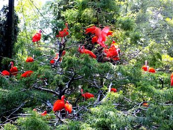 Close-up of red leaves
