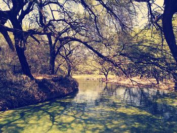 Reflection of trees in water