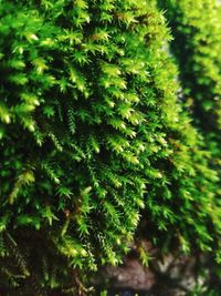 Close-up of fern in forest