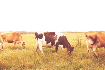 Horses grazing on field against clear sky