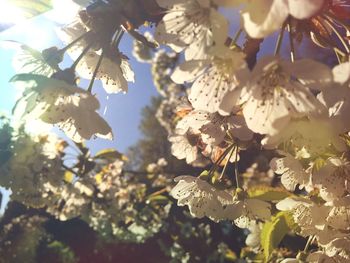 Low angle view of flowers on tree