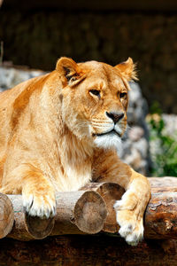 A portrait of a large adult lioness lying on a platform of wooden logs 