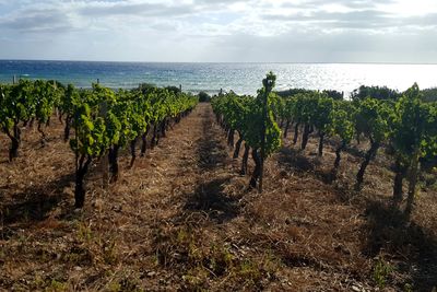 Scenic view of vineyard against sky