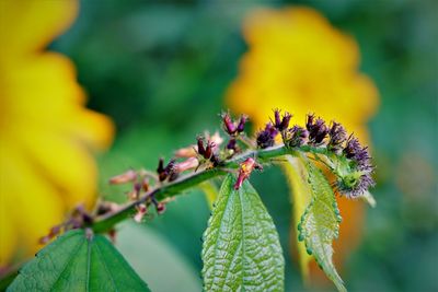 Close-up of flowering plant