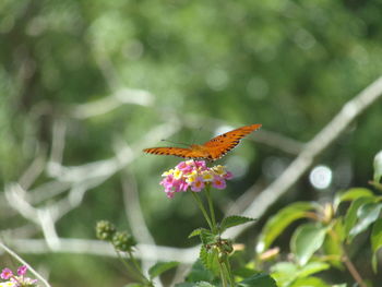 Close-up of butterfly pollinating on lantana camara