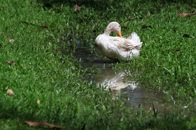 Duck drinking water in a lake