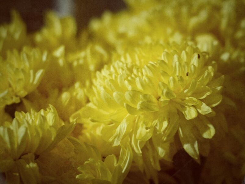 flower, freshness, petal, yellow, fragility, flower head, growth, beauty in nature, close-up, nature, blooming, plant, focus on foreground, selective focus, in bloom, pollen, botany, outdoors, no people, blossom