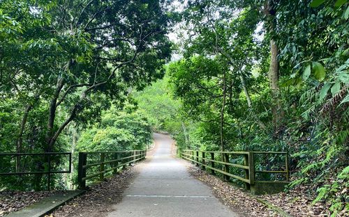 Empty road amidst trees in forest