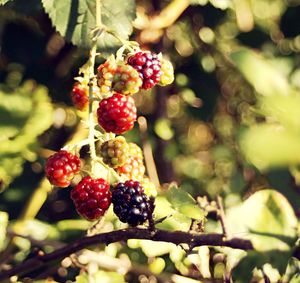 Close-up of strawberries on tree