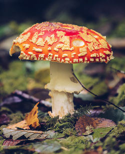 Close-up of fly agaric mushroom