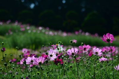 Pink flowers blooming in field