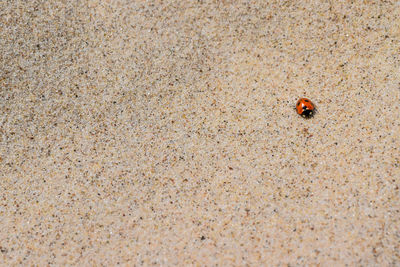 High angle view of ladybug on sand