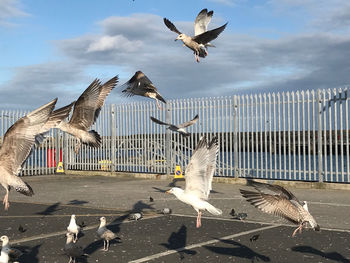 Seagulls flying in the sky