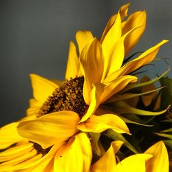 Close-up of yellow sunflower