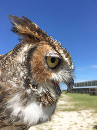 Close-up portrait of owl against clear sky