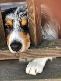 Close-up portrait of dog resting on bench