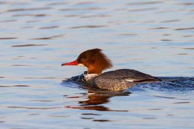 Goosander female swimming on inland lake in winter pushing bow wave in front of her