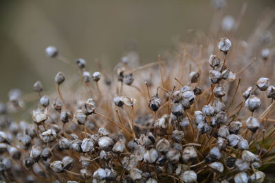 Close-up of white flowers