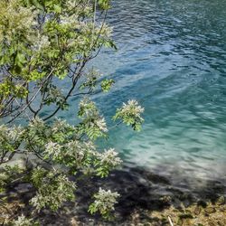 Plants growing in pond