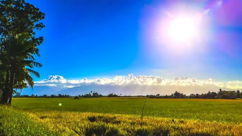 Scenic view of field against bright sun