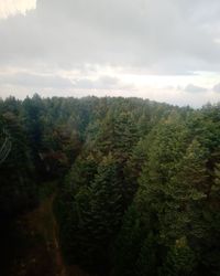 Pine trees in forest against sky