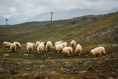 Herd of white sheep. cattle on meadow in swiss mountains, zermatt. farming landscape with muttons.