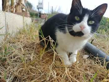 Close-up portrait of a cat