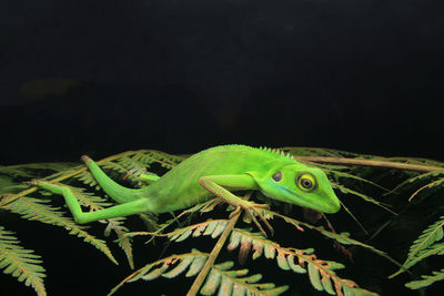 Close-up of green insect over black background