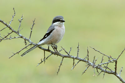 Close-up of bird perching on branch