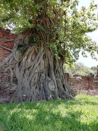 Trees growing in field