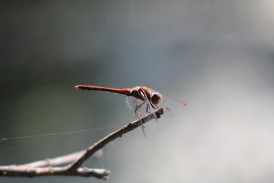 Side view of red dragonfly perching on branch