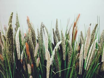 Close-up of stalks in field against sky