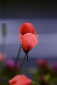 Close-up of red rose