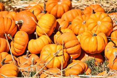 Mini pumpkins