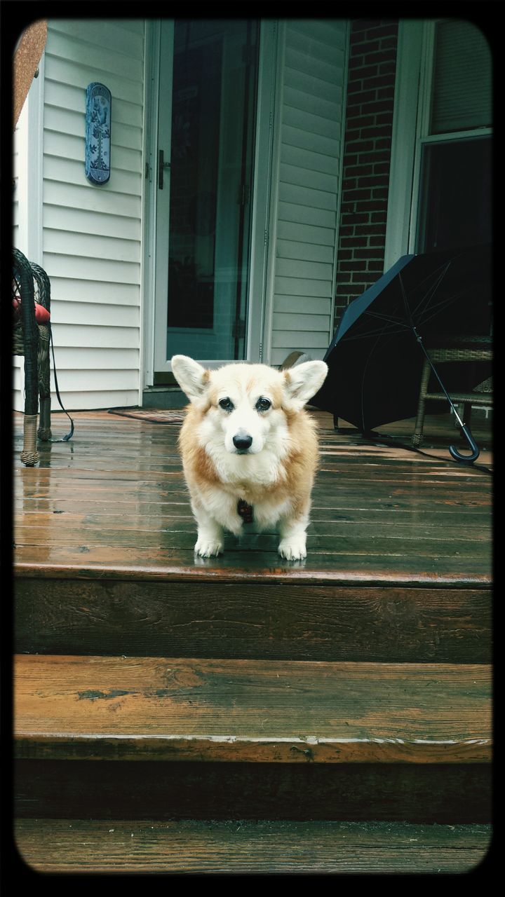 transfer print, animal themes, one animal, pets, domestic animals, dog, mammal, auto post production filter, building exterior, built structure, architecture, full length, portrait, looking at camera, front view, house, outdoors, day, sitting, no people