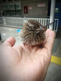 Close-up of hand holding bird