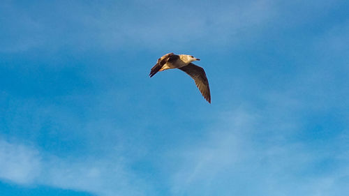 Low angle view of seagull flying in sky