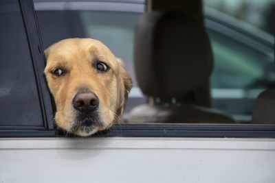 Close-up of dog looking through window in car