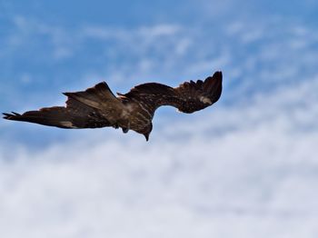 Low angle view of bird flying against sky