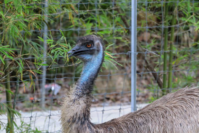 Close-up of a bird on land