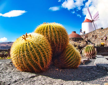 Cactus growing on field against sky